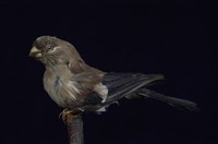 藏品(小桑鳲)的圖片